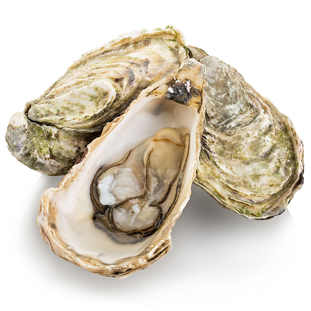 Canadian east coast malpeque oysters individual fresh