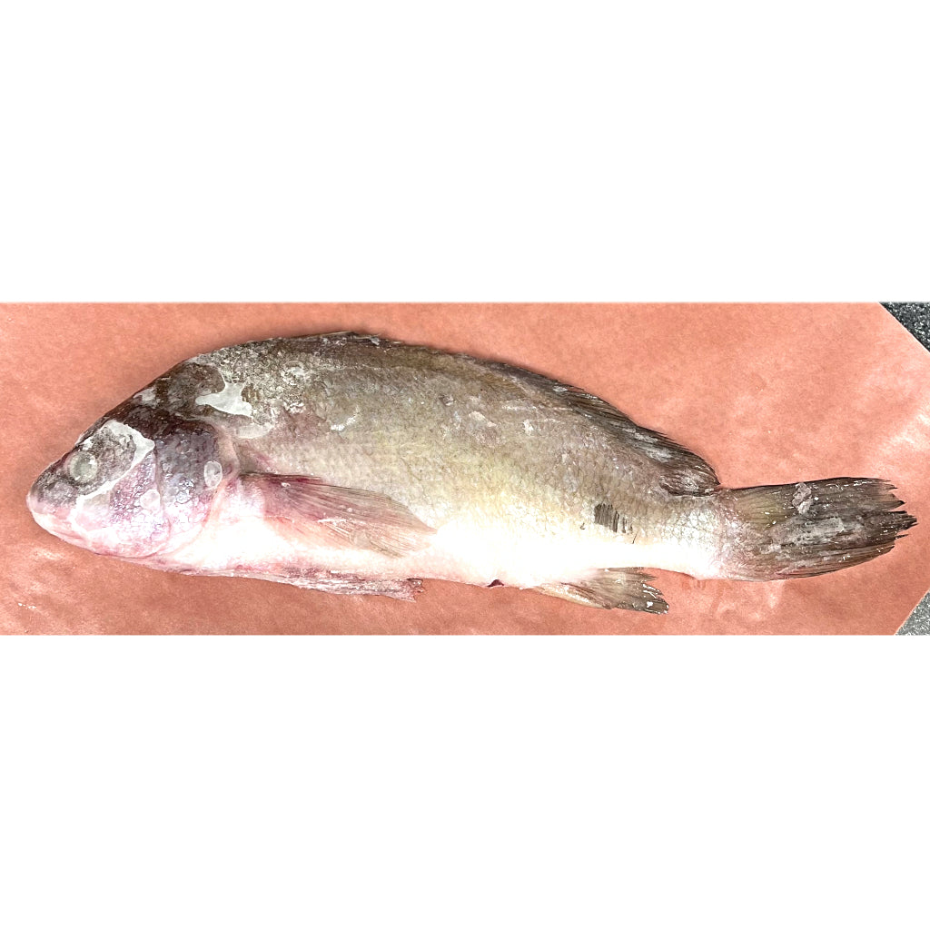 Silver Bass, Whole – Gimli Fish Market